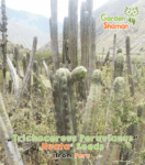 gardenshsman_trichocereus_peruvianus_huata_1.png