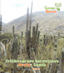 gardenshsman_trichocereus_peruvianus_huata_1.png