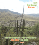 gardenshsman_trichocereus_peruvianus_huata_1.png