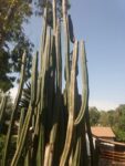 trichocereus_pachanoi_ayni_02.png