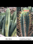 GardenShaman.eu - Bubba x Espinoso, pachanoi, trichocereus, peruvians, seeds, seeds