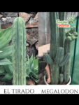 GardenShaman.eu - Megalodón x El Tirado