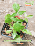 gardenshamanan_commiphora_holtziana_02