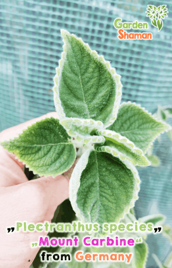 GardenShaman.eu - Hoja de limón australiana, Plectanthrus Mount Carbine, esqueje