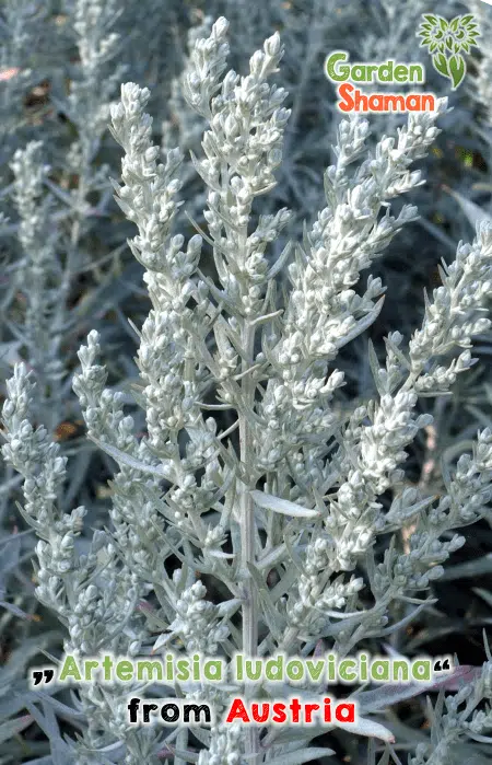GardenShaman.eu - Artemisia ludoviciana, Ruda Plateada, Semillas