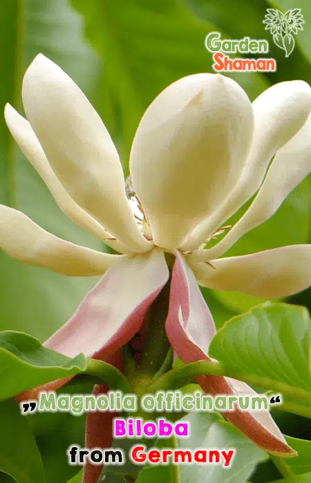 GardenShaman.eu - Semillas de Magnolia officinarum biloba Semillas