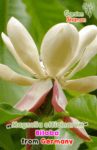 gardenhamanan_magnolia_officinarum_biloba