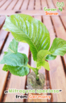 gardenshamanan_mitragyna_speciosa_1