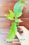 GardenShaman.eu - Psychotria Alba, Chacruna, cutting