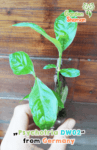 gardenhamanan_psychotria_dw02