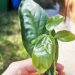 GardenShaman.eu - Psychotria Nexus bouture, plante, plant, cutting