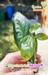 GardenShaman.eu - Psychotria Nexus cutting, plant, planting, cutting