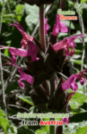 jardin_salvia_spathacea