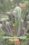 GardenShaman.eu - Trichocereus pachanoi Pimentel, Echinopsis pachanoi seeds