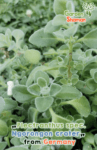 садовод_Plectranthus spec. кратер Нгоронгон