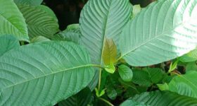 GardenShaman.eu - Kratom Mitragyna speciosa green maeng da Thai