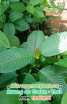GardenShaman.eu - Kratom Mitragyna speciosa verde maeng da tailandés
