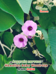GardenShaman.eu - Woodrose hawaiana, Baby woodrose, semillas