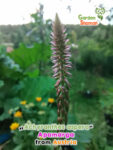 gardenshamaneu - Achyranthes aspera Apamarga 1