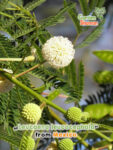 GardenShaman.eu - Mimosa à tête blanche Leucaena leucocephala Graines