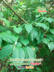 gardenshamaneu - banisteriopsis caapi ayahuasca tigre 1