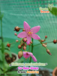 gardenhamaneu - talinum paniculatum tu-ren-shen