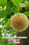 GardenShaman.eu – Kadamba-Baum, Neolamarckia cadamba, seeds, Samen