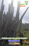 gardenhamanan_trichocereus peruvianis giganthea 1