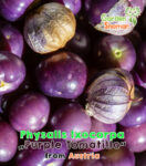 gardenhsman_PHYSALIS IXOCARPA_purple_tomatillo