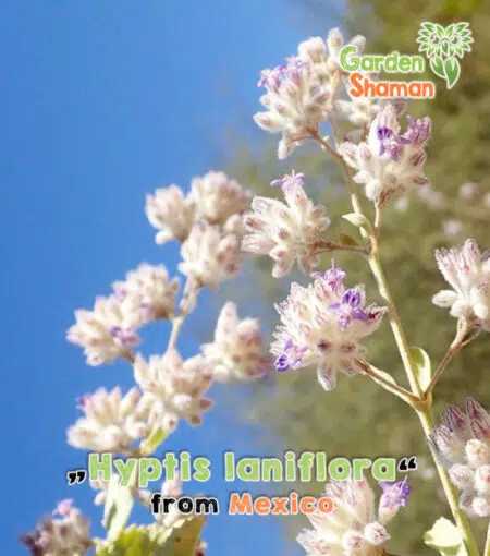 GardenShaman.eu - Hyptis laniflora wolly desert lavender Lavande