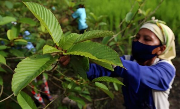 GardenShaman.eu - Mitragyna speciosa vein red green white Kratom seeds Samen anbauen grow