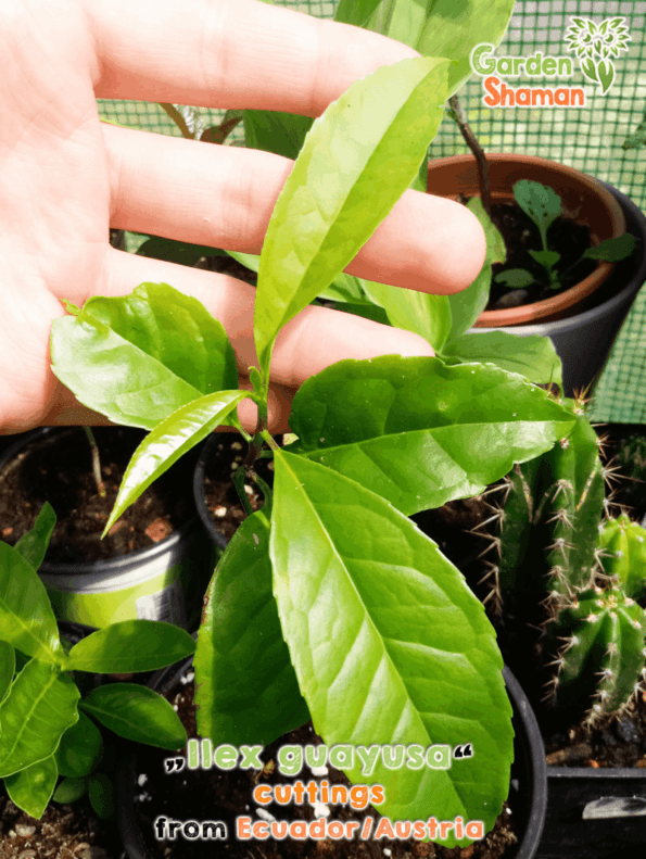 GardenShaman.eu Guayusa Ilex Guayusa Steckling cutting