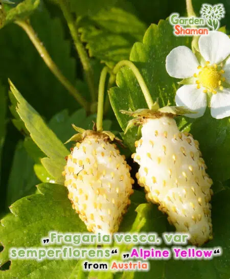 GardenShaman.eu - Forest Strawberry Alpine Yellow White Delight White Solem seeds seeds