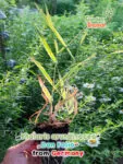 GardenShaman.eu - Caña brillante "Don Folio" (Phalaris arundinacea) - Planta Dmt