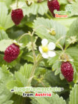 GardenShaman.eu - Fragaria moschata, Moschuserdbeere, Zimterdbeere, Erdbeere, Samen, strawberry