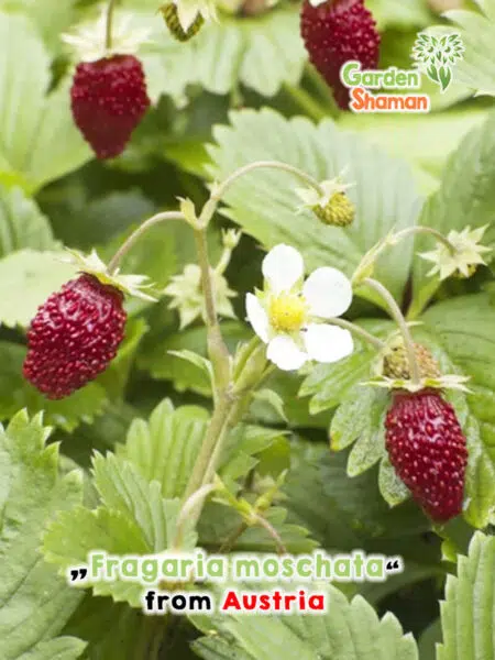 GardenShaman.eu - Fragaria moschata, fresa almizclera, fresa canela, fresa, semillas, fresa