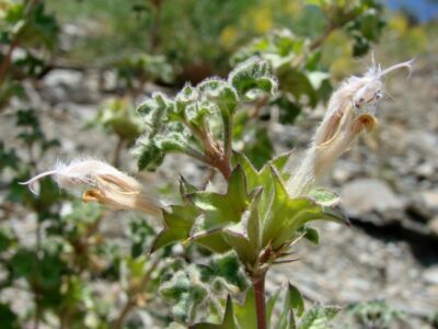 GardenShaman.eu Lagochilus inebrians rush mint seeds seeds