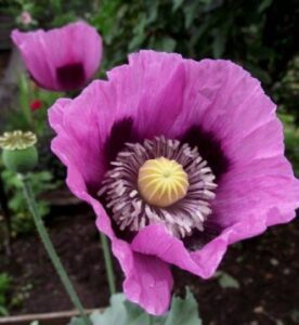 GardenShaman.eu - Cultivar adormidera Papaver somniferum