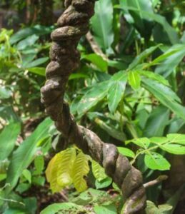 GardenShaman.eu - Banisteriopsis caapi, Growing, Seeds, Blog, Usage