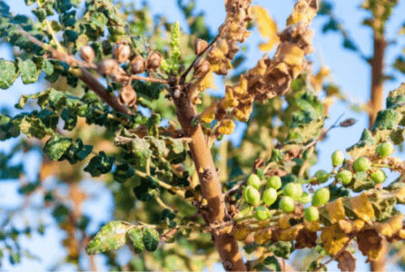 GardenShaman.eu Boswellia sacra coltivare, incenso