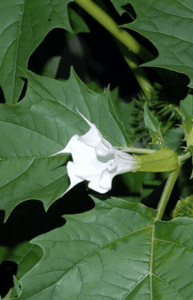 GardenShaman.eu - Datura Cultivo Peligros Precauciones Conocimientos Información