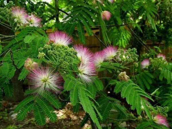 GardenShaman.eu Mimosa hostilis cultivate, growing, grow