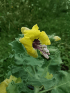 GardenShaman.eu henbane information worth knowing info cultivation