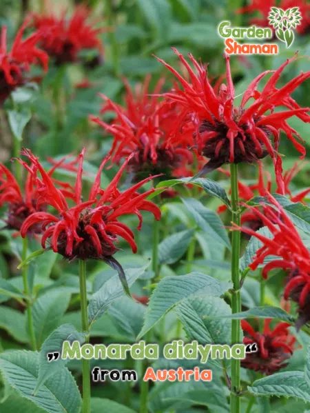 GardenShaman.eu - Monarda didyma, Melisa dorada, Ortiga india, Ortiga india escarlata