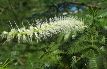 GardenShaman.eu - Cultiver Mimosa hostilis tenuiflora, graines, seeds