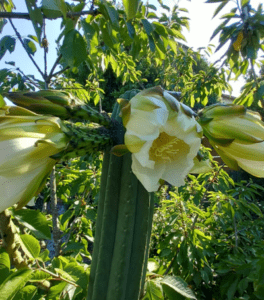 GardenShaman.eu Trichocereus Echniopsis grow San Pedro cactus