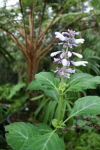 GardenShaman.eu - Salvia divinorum, Aztekensalbei Blog, Beitrag