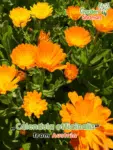 GardenShaman.eu - Calendula officinalis Marigold