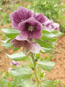 GardenShaman.eu Семена Hyoscyamus reticulatus Семена куркумы сетчатой