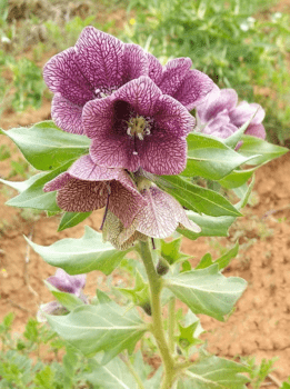 GardenShaman.eu Hyoscyamus reticulatus semillas beleño reticulado